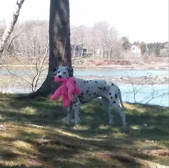 dalmatiancallie